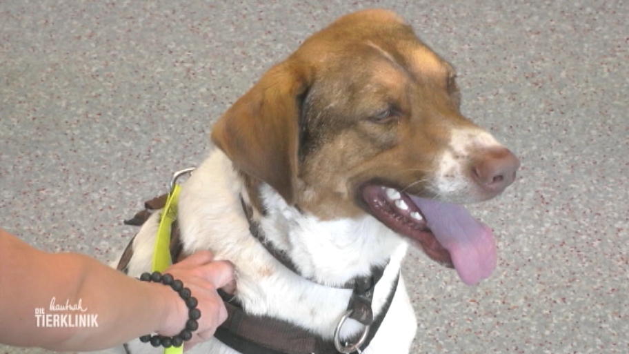Hund Strolchi verhält sich zunehmend auffällig