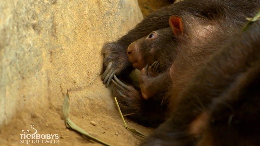 Baby Apari lebt noch in Mamas Beutel