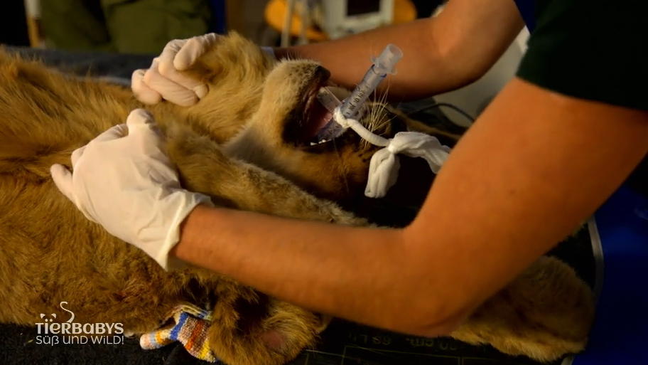 Check-up für Massoud