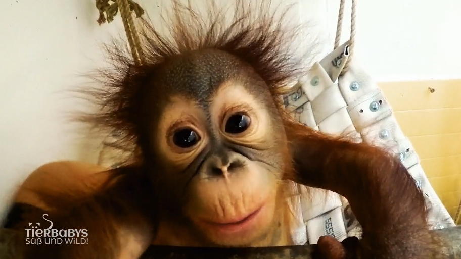 Heute lernt Orang-Utan Hujan klettern