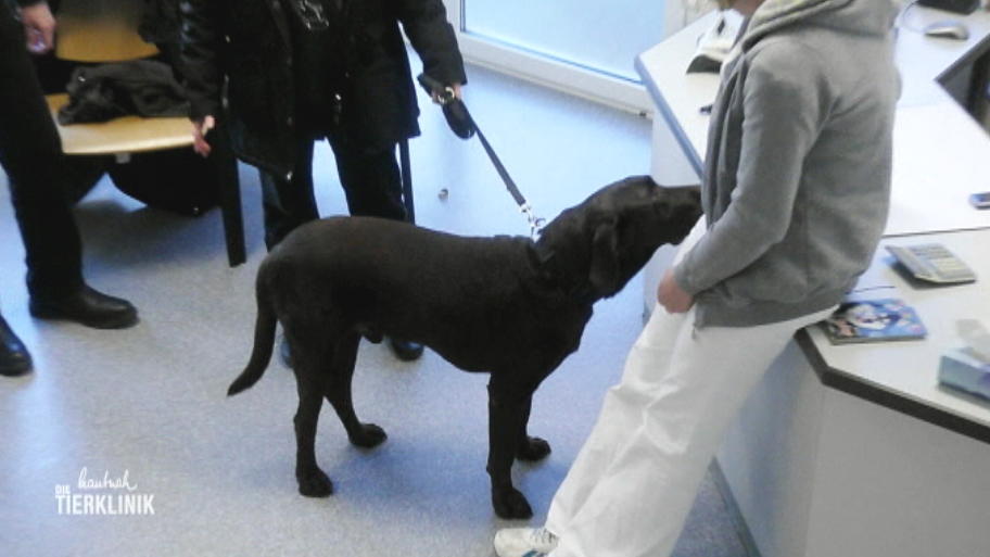 Labrador Daddy verweigert völlig das Fressen