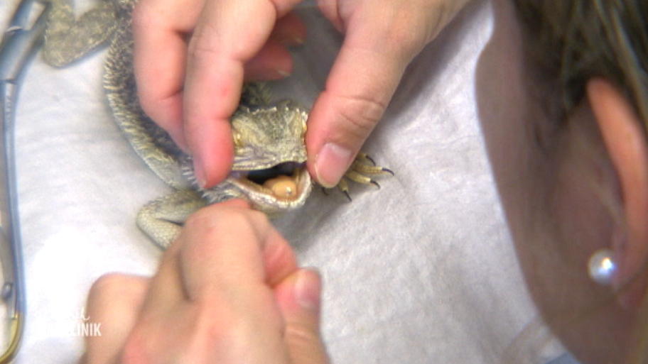 Exotischer Patient in der Tierklinik
