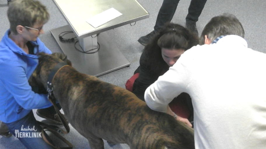 Dogge Wanja lahmt am Hinterbein