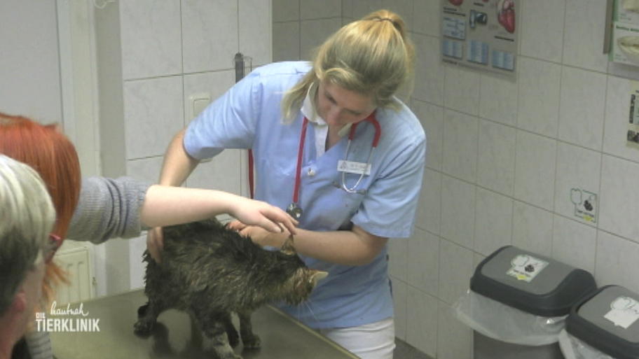 Ausreißer-Kater ist völlig orientierungslos