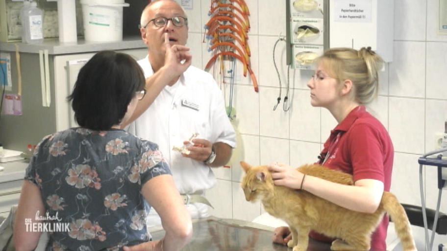 Kater Kati muss dringend operiert werden