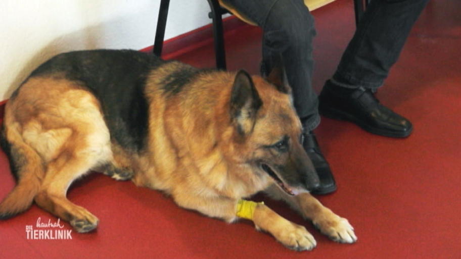 Schäferhund-Opa hat zu hohe Leberwerte