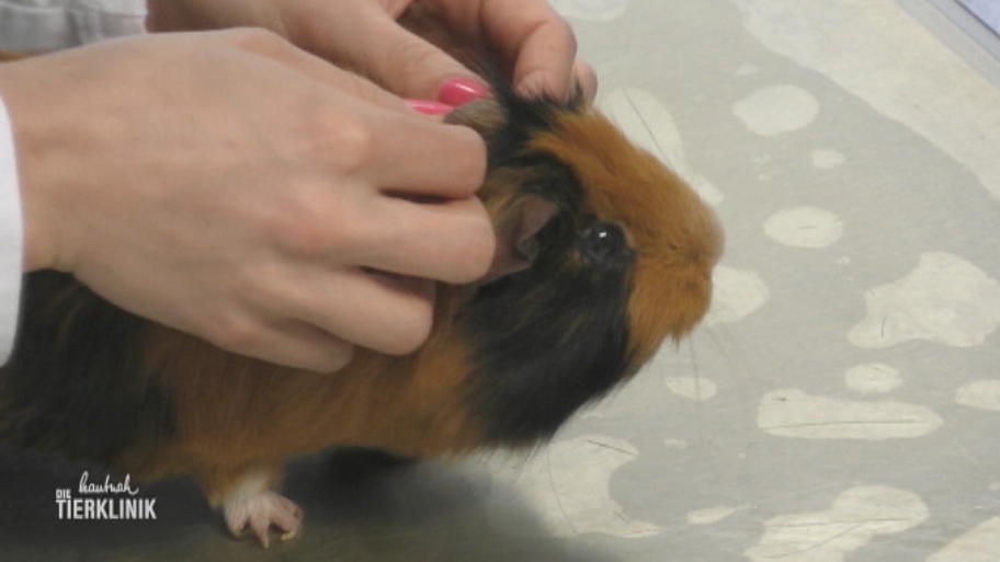 Sorge um Meerschweinchen Freddy