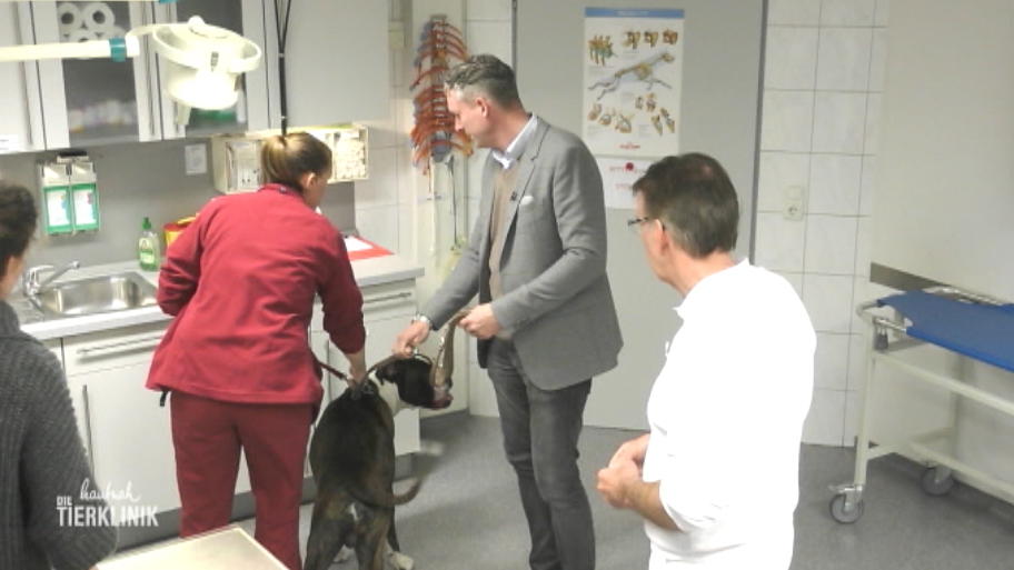 Boxer kommt in die Röhre