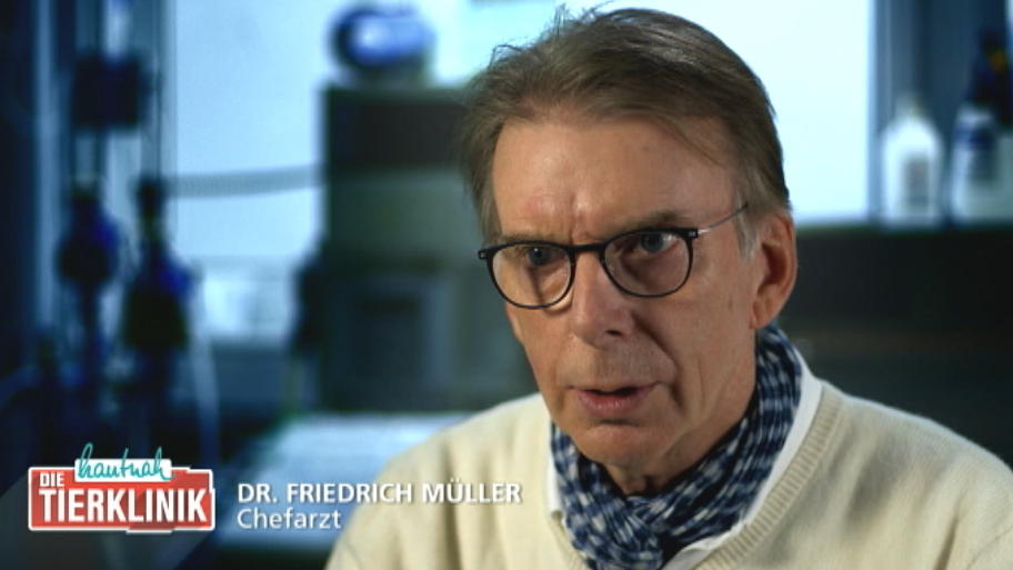 Halbbruder hat Dogge stark verletzt 