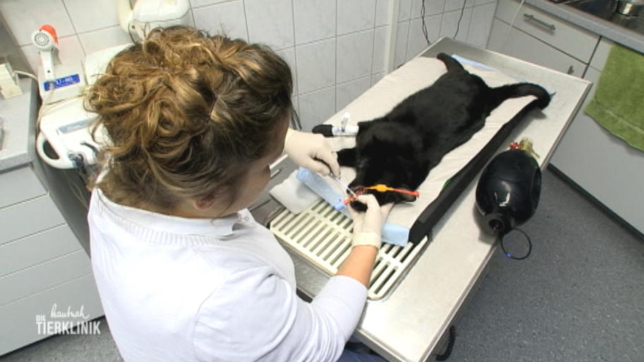 Zahnoperation bei Katze Mine