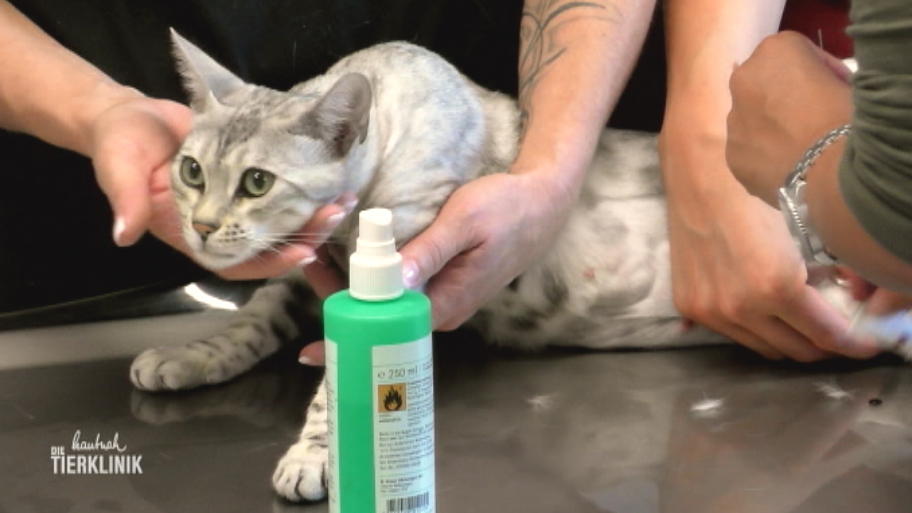 Katze Emmy zurück in der Klinik