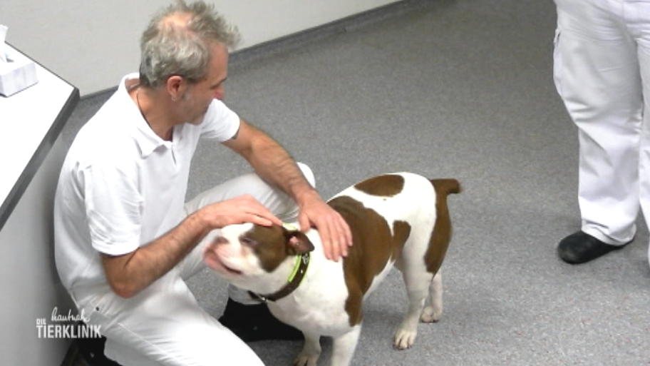 Bulldogge Lotte: Probleme mit dem Meniskus