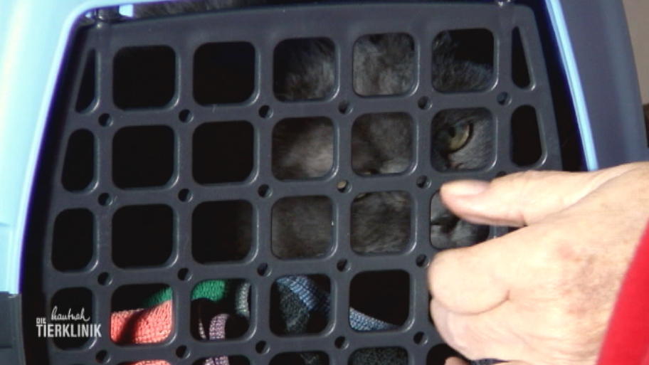 Katze Paula geht es weiterhin schlecht