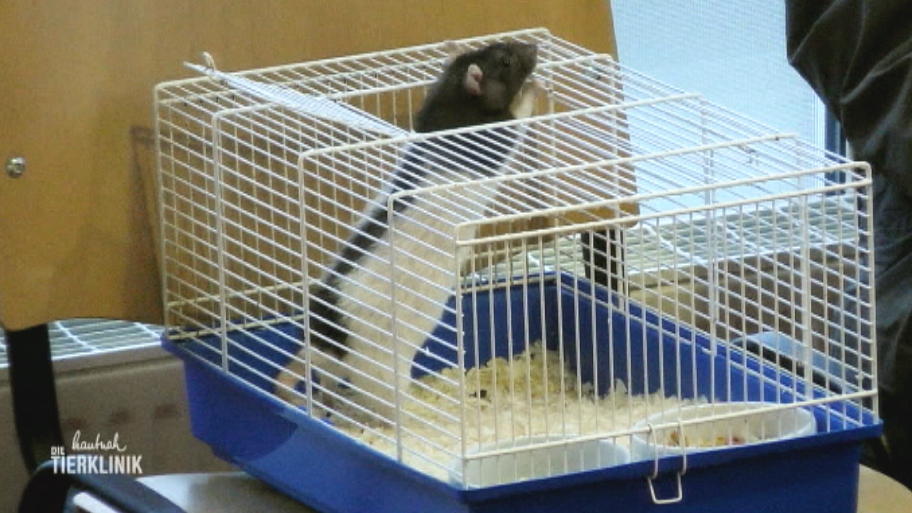 Schnelle OP für Ratte Nr. 7