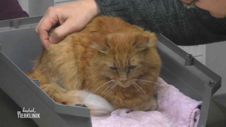 Kater Sardini kommt zum Check-up