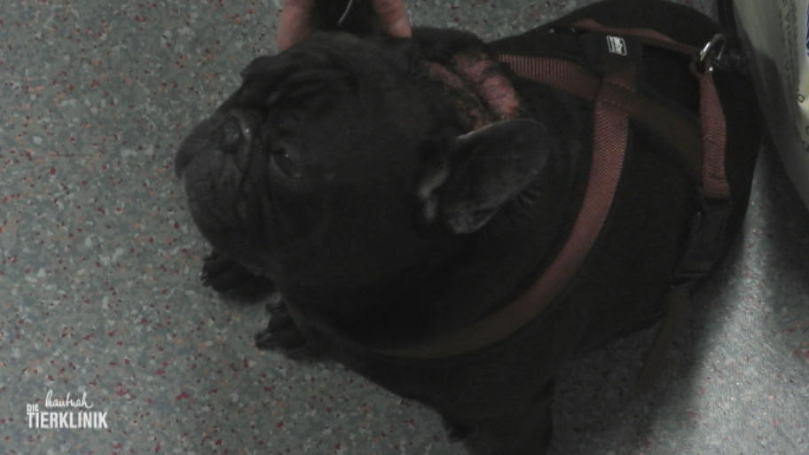 Bulldogge Tamber ist schwer krank