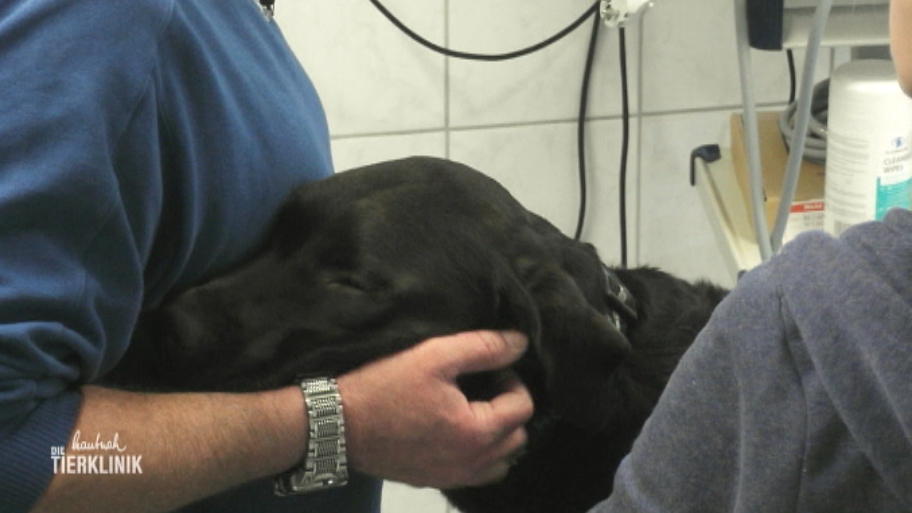 Sorge um Labrador Clinton
