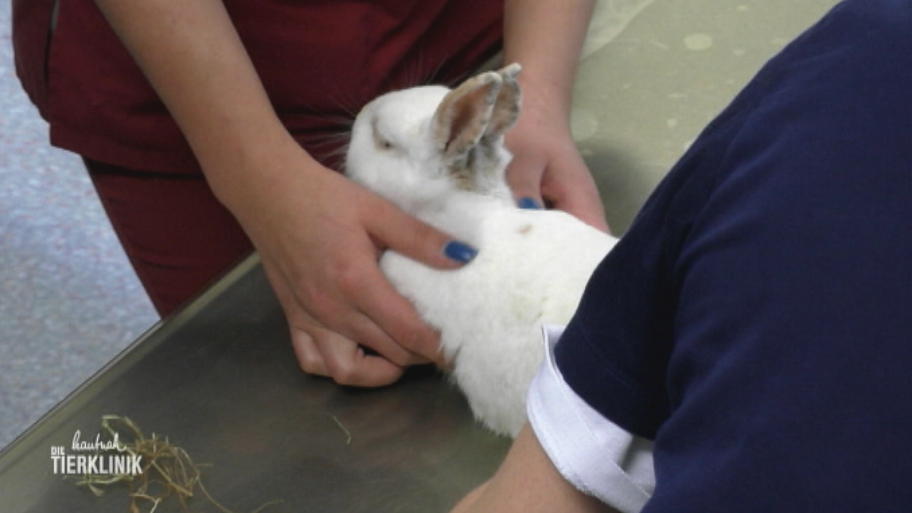 Kaninchen Glöckchen zittert und frisst seit Tagen nicht