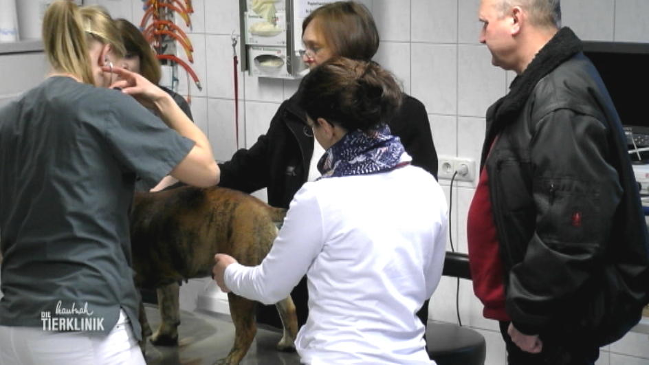 Eigentlich so lebensfrohe Englische Bulldogge ist schlapp