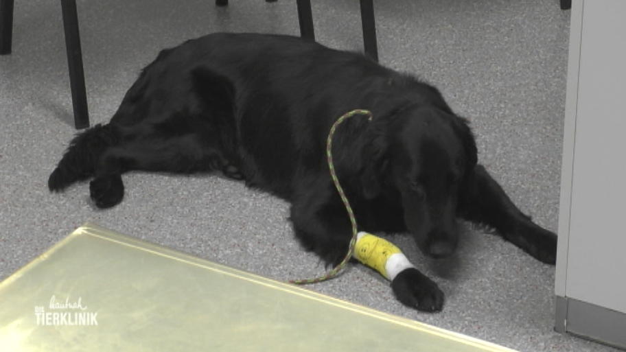 Kritische Situation bei Jagdhund Lucas