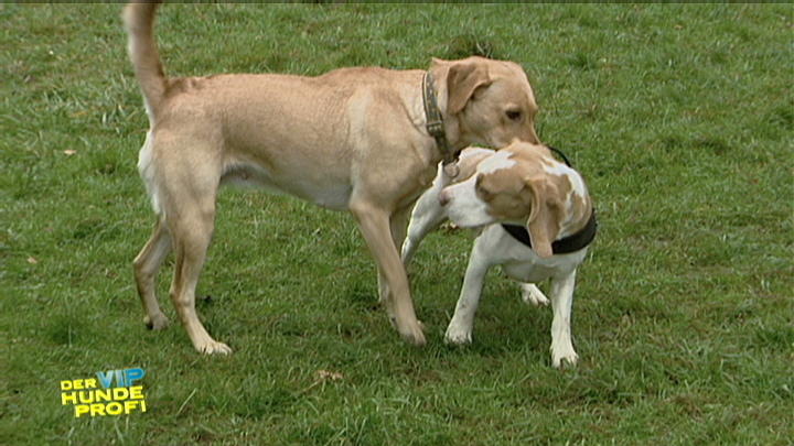 Tanja Szewczenkos Hund dreht durch Die Hormone!