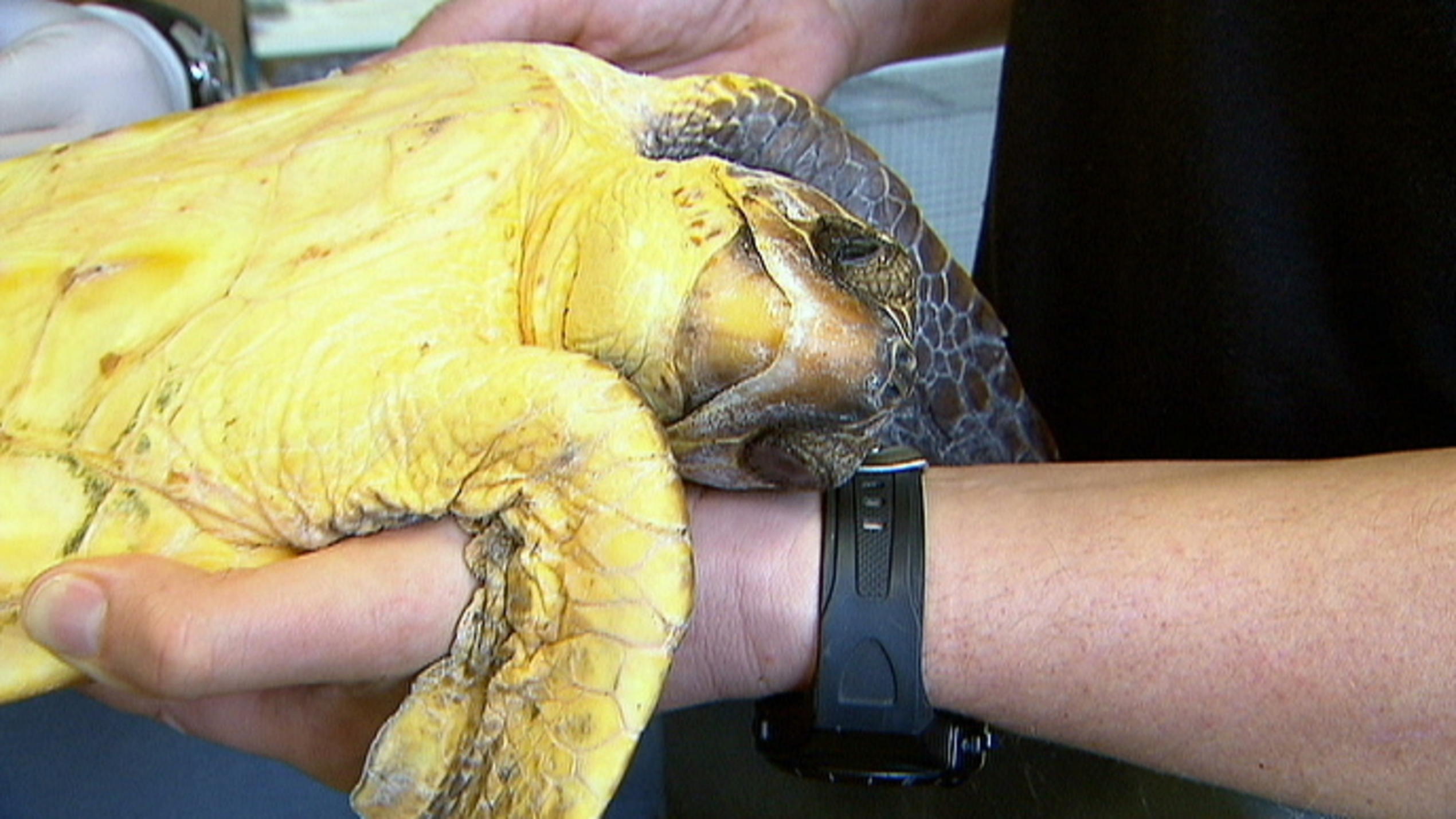 Menschen, Tiere & Doktoren: Verletzte Meeresschildkröte