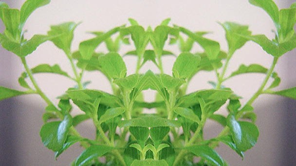 Kochen und backen mit Stevia