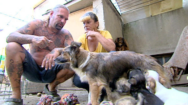 Harte Hunde Ralf Seeger Unterstützt Tierschützer Romulus