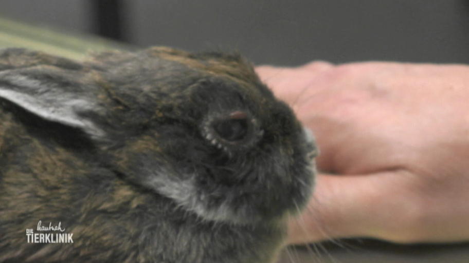 Kaninchen Tinka wird geröntgt