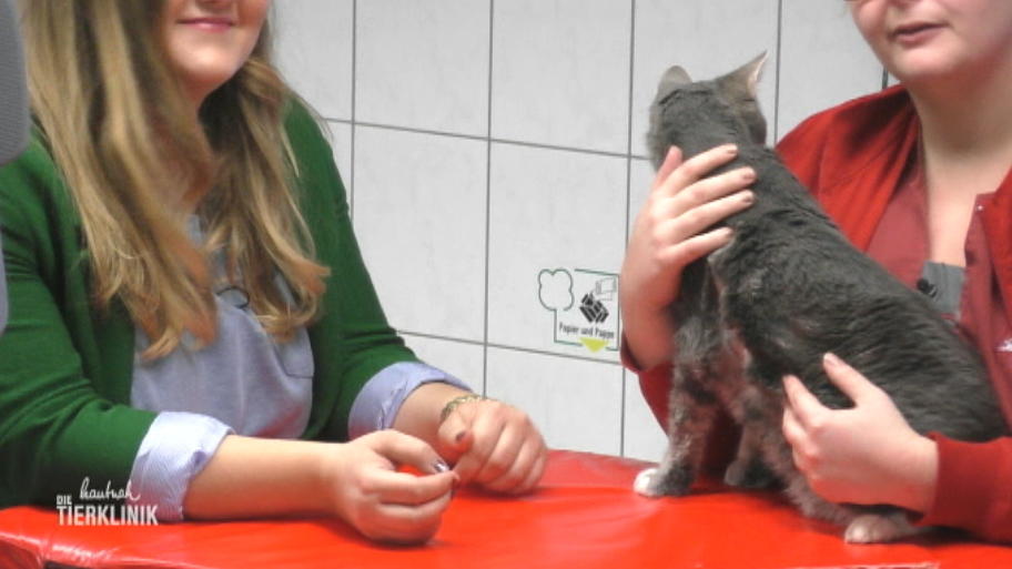 Was fehlt dem Kuschel-Kater?