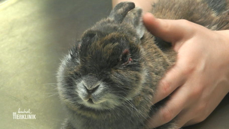 Tinka hat entzündete Augen