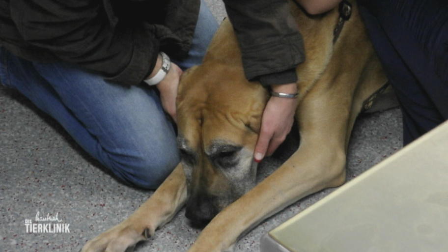 Deutsche Dogge mit Umfangsvermehrung an der Pfote