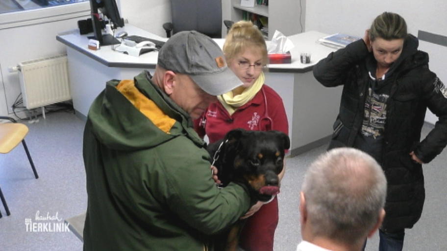Rottweiler Nero leidet immer wieder an geröteten Augen