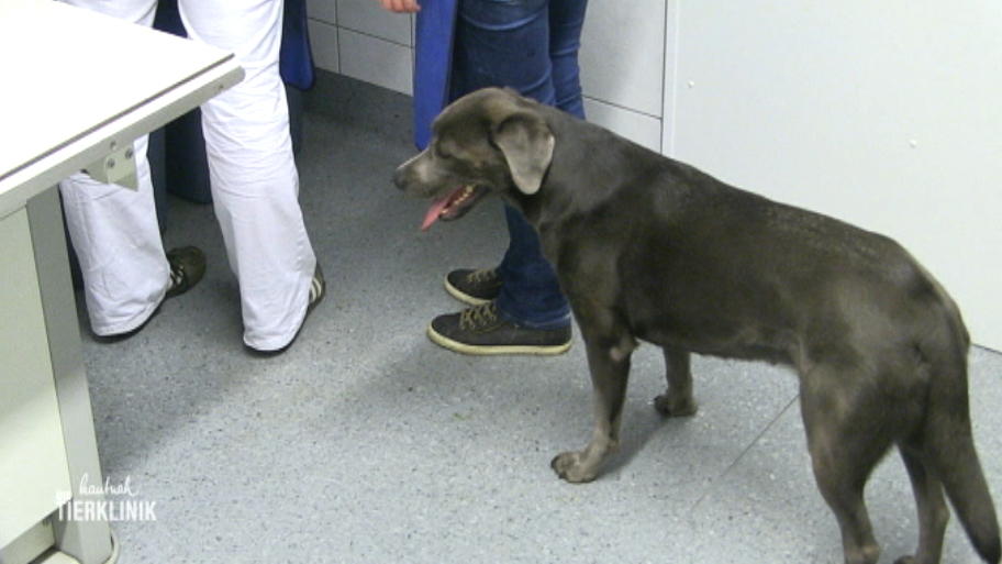 Tierärztin Nadine Saturnus kommt mit Labrador Eowyn