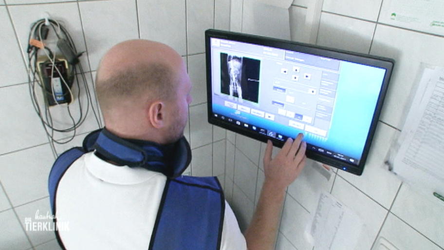 Was werden die Untersuchungen bei Gino ergeben?