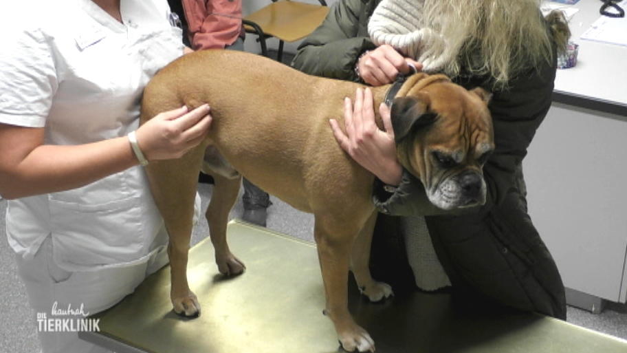 Bulldogge Huutch kann nicht mehr richtig laufen