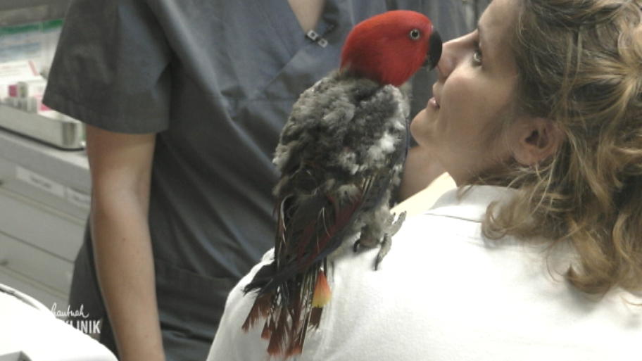 Papagei trauert um Herrchen