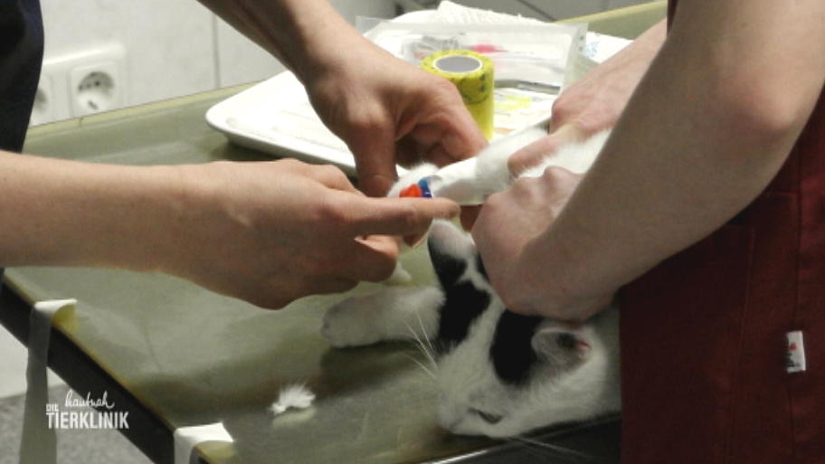 Hat Katze Mietzi Gift gefressen?