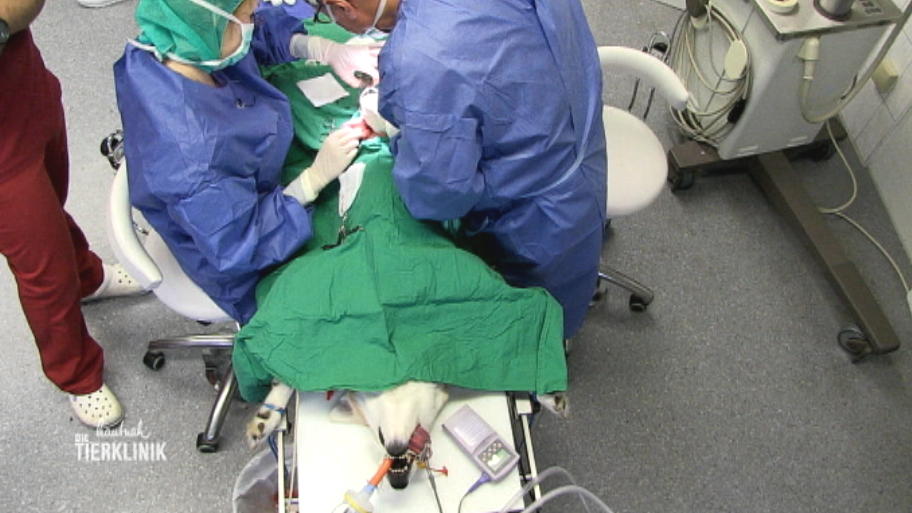Tumor-OP für Husky-Mischling