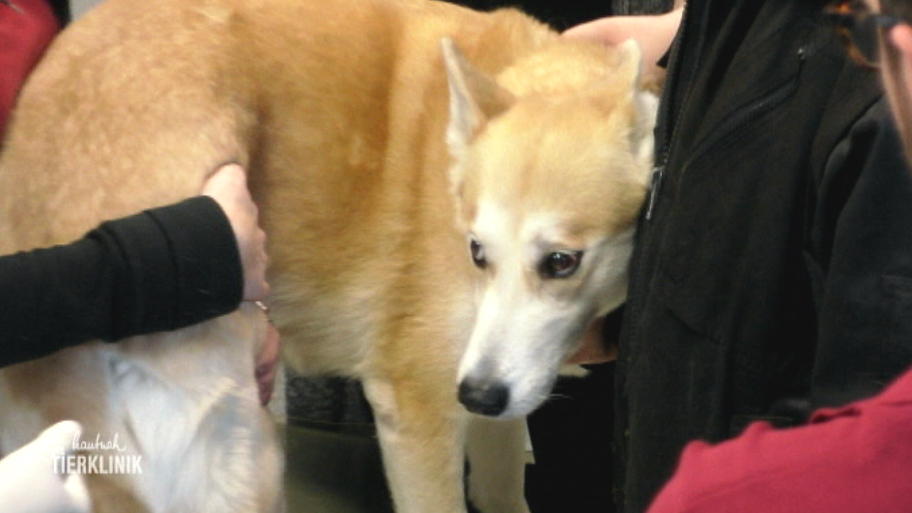 Husky-Mischling Tiffy hat ein pikantes Problem