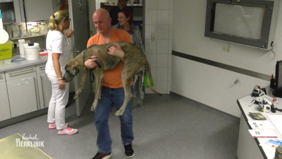 Dogge Wilma kann nicht mehr laufen