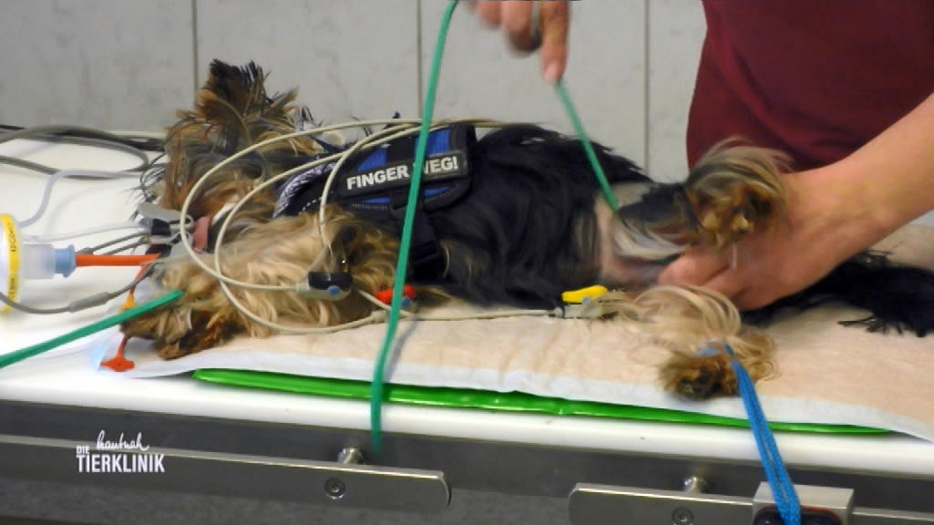 Wird Yorkshire-Terrier Garvin wieder frei laufen können?