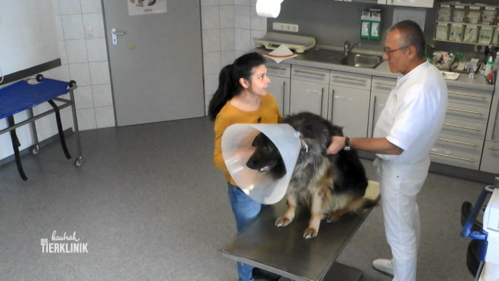 Schäferhund Rambo ist nach Ohren-OP aggressiv
