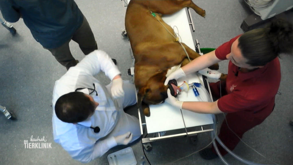 Boxer Zeus leidet unter massiven Rückenschmerzen