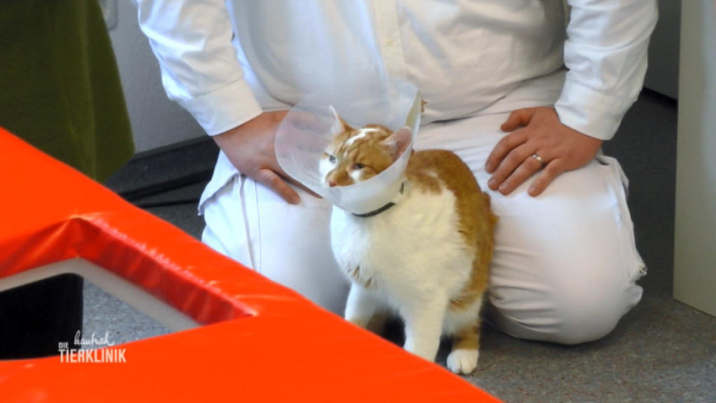 Kater Tiger scheint große Schmerzen im Rücken zu haben
