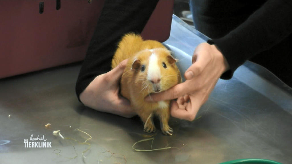 Heuhalm steckte in Auge des Meerschweinchens 