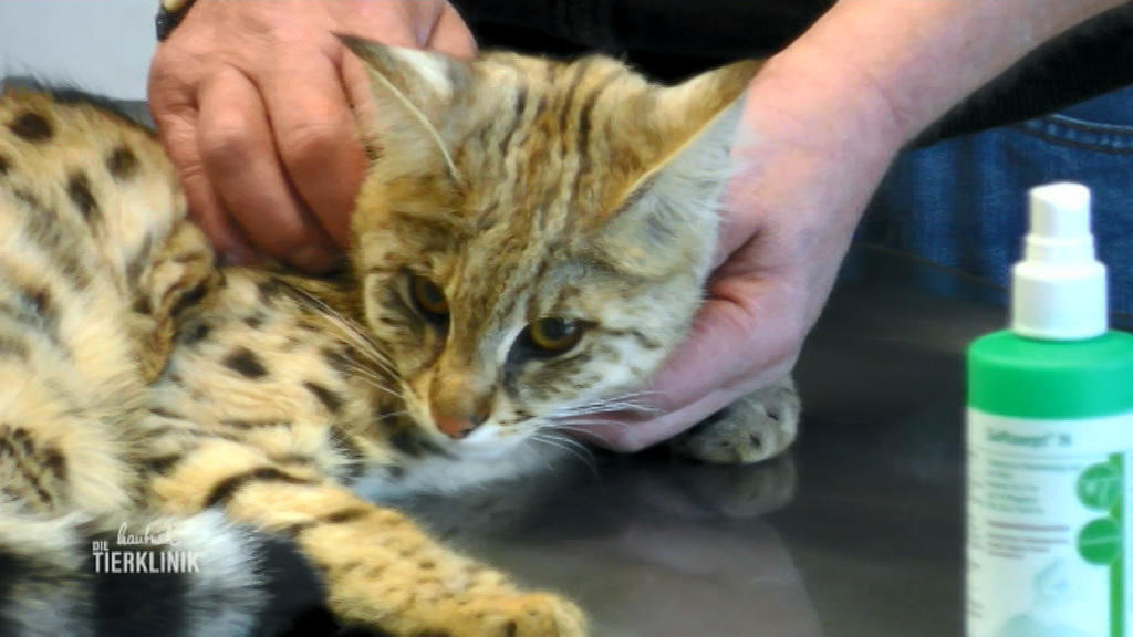 Savannah-Katze Khaleesi ist zur Hälfte Wildkatze