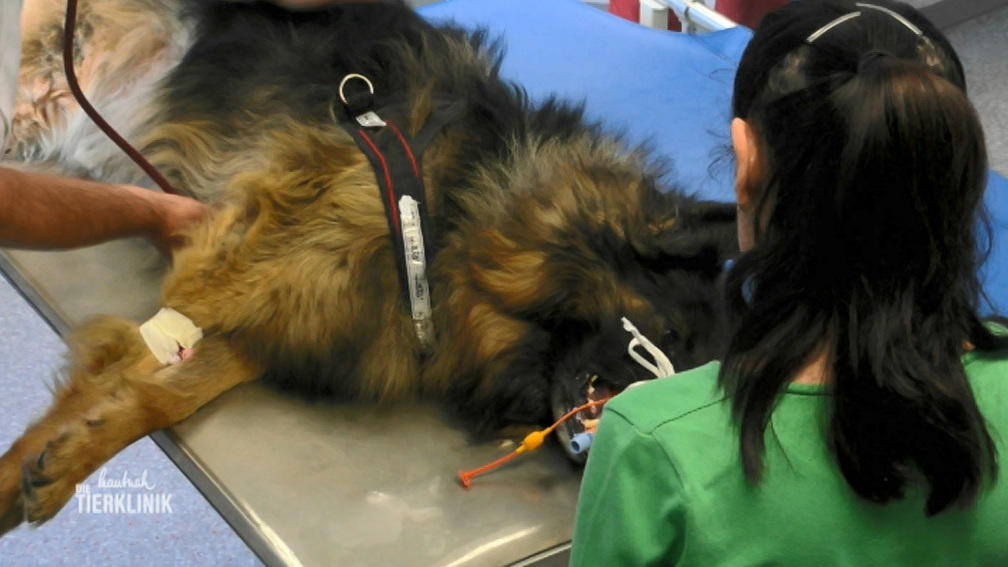 Schäferhund Rambo leidet seit Monaten an Ohrenentzündung