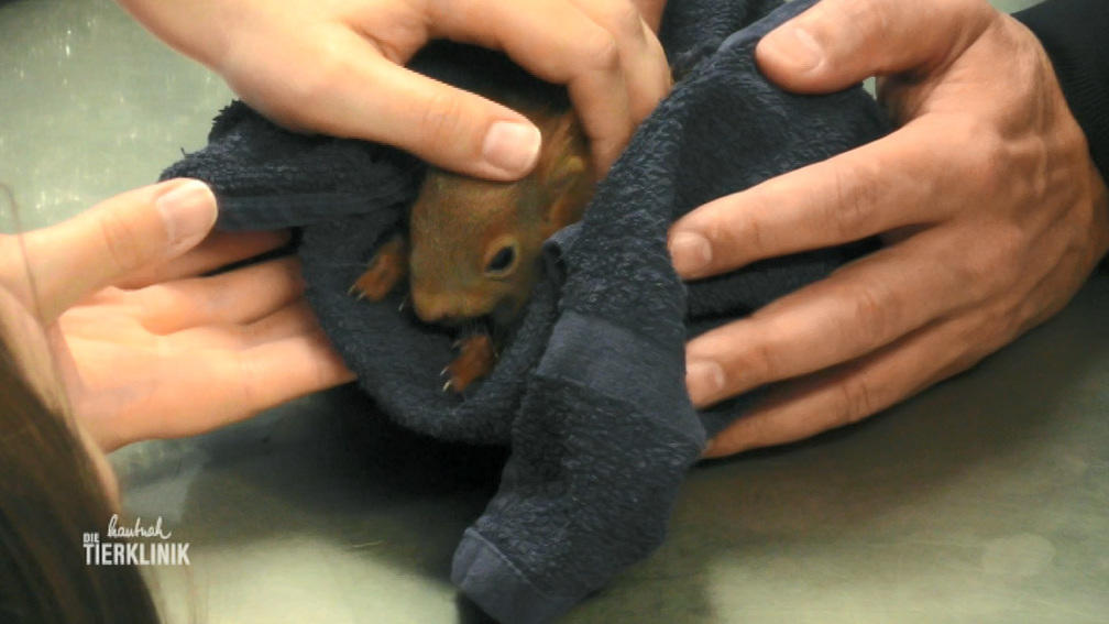 Ein Eichhörnchen-Baby ist verletzt