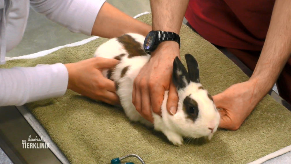 Kaninchen aus 1,5 Metern Höhe gestürzt